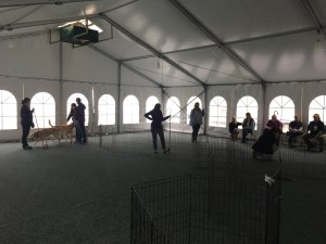 Trainers watch playing guide dogs at the Guiding Eyes seminar; the dogs' partners are seated along the side of the play area.