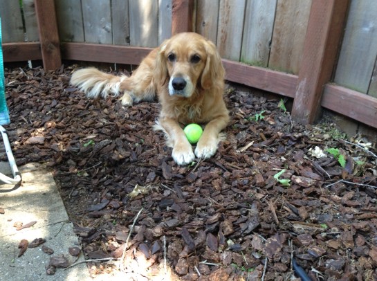 Cali carefully guards her tennis ball.
