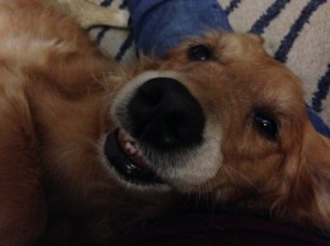 Cali relaxes on her dog bed.
