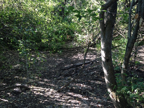 Cali hides deep in some thick bushes