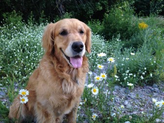 Cali, a golden retriever, sits surrounded by flowers