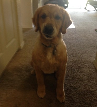 Cali, a golden retriever, scowls