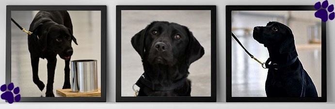 three photos of Lulu, a young black Labrador who chose not to become an explosives detection dog.