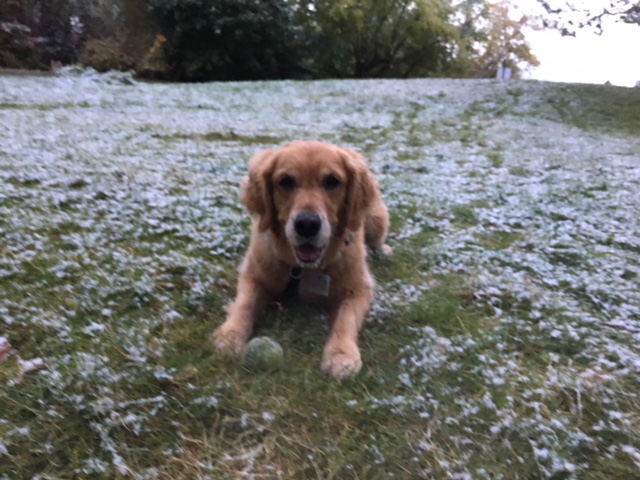 Cali holds her tennis ball at Jacob's Island dog park, early on a cold morning. A light dusting of snow covers the grass.