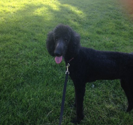 Molly, a black standard poodle, is celebrating her 14th birthday!