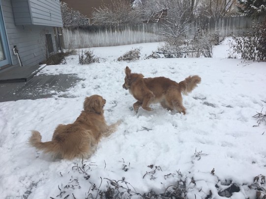Cali and Scarlett, both golden retrievers, play in the snow