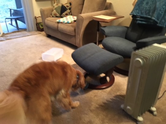 Cali practices her beginner-level scent detection skills, sniffing deeply at a box
