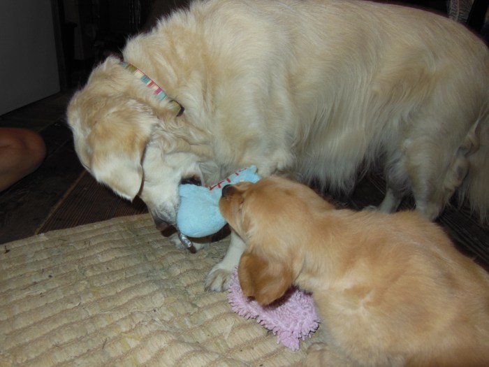 Jana and Cali, aged 9 weeks, play tug