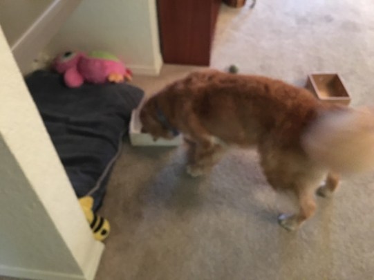 Cali wags her tail as she uses her nose to find a hidden object.