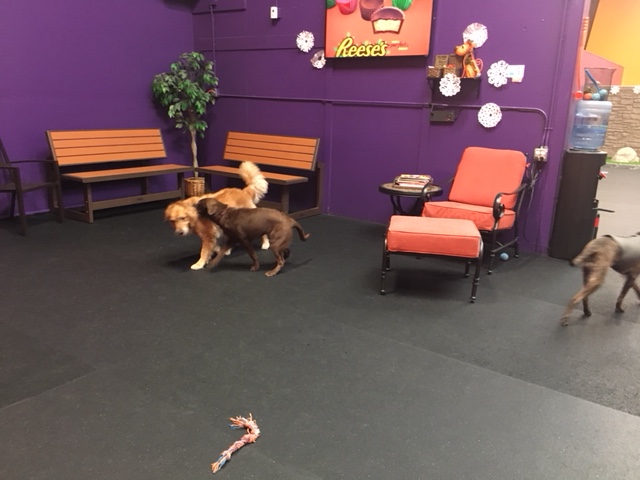 Cali plays with a new friend at Wagg'n indoor dog park