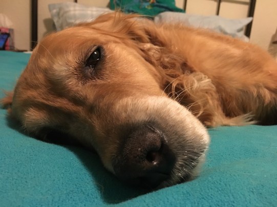 Cali, a golden retriever, lies on a blanket.