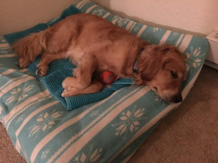 Cali sleeps on her dog bed, cradling a tennis ball with her paws.