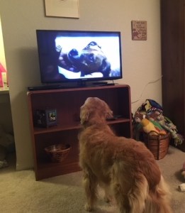 Cali attentively watches TV