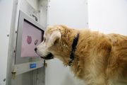 An elderly golden retriever touches a computer screen with her nose.
