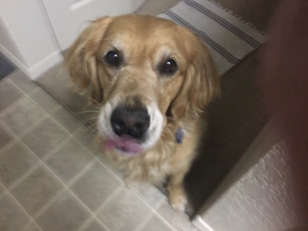 Cali, a golden retriever, licks her lips