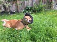 Golden retriever Cali wears her soft cone as she lies on the grass