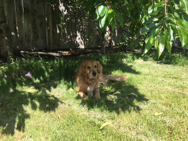 Cali with her tennis ball, in the shade of a cherry tree
