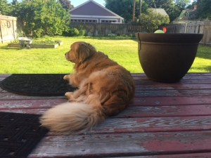 Cali surveys her yard from the deck