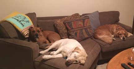 A mixed breed dog relaxes with a Labrador and a golden retriever on a sofa.