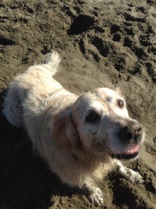 Jana, a white golden retriever, smile happily as she shows off the sand coating her entire body.