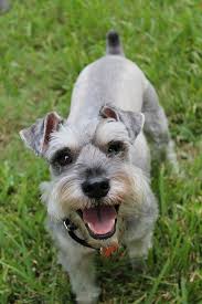 A miniature Schnauzer with uncropped ears.
