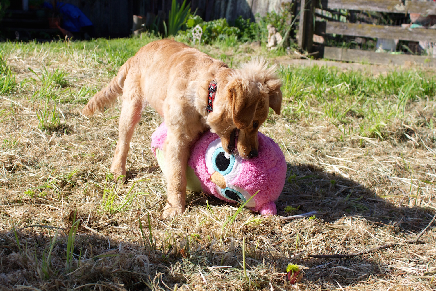 Cali, as a small puppy, tries to carry her large owl toy.