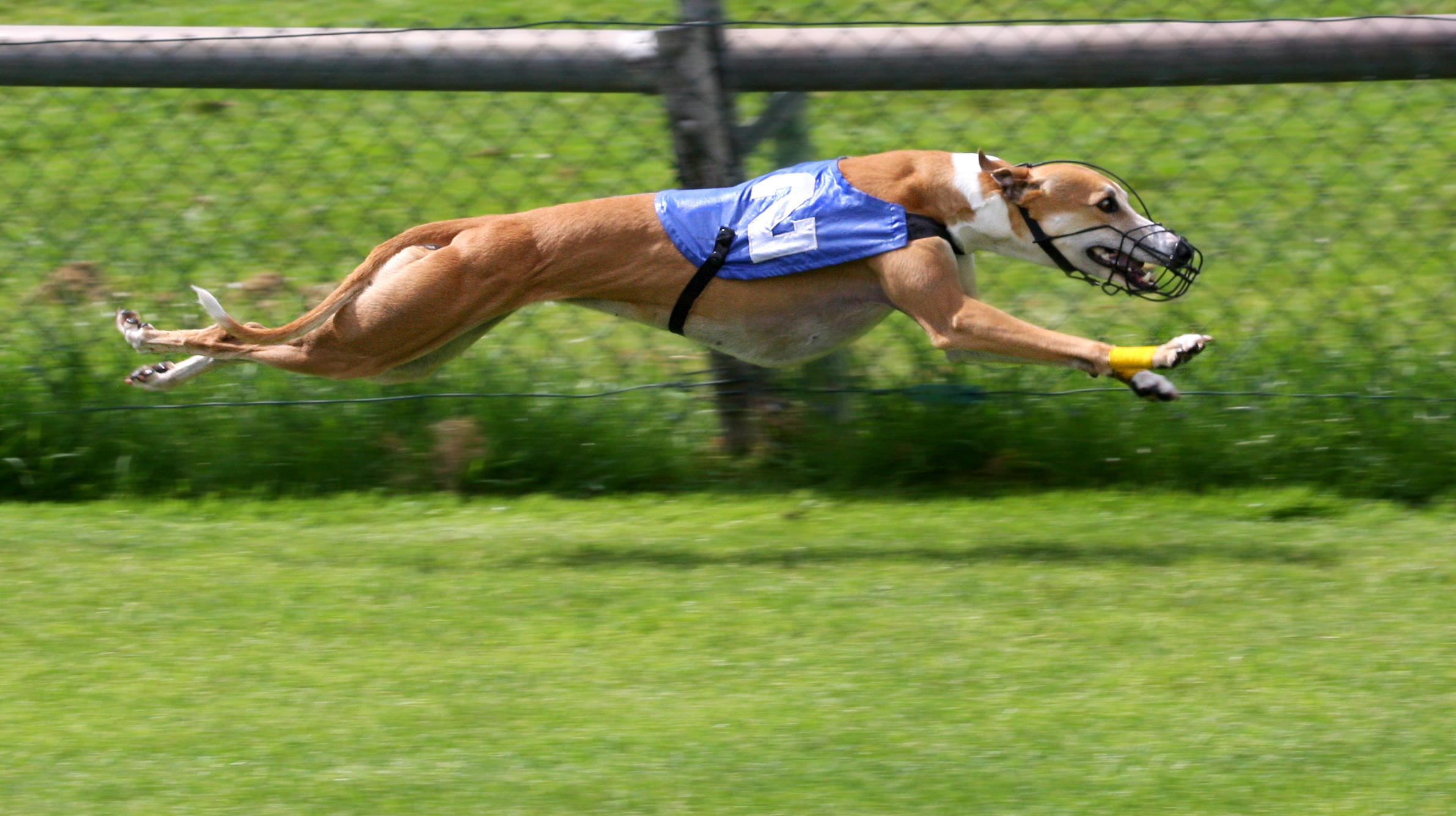 A greyhound racing dog runs, wearing a cape and a muzzle.
