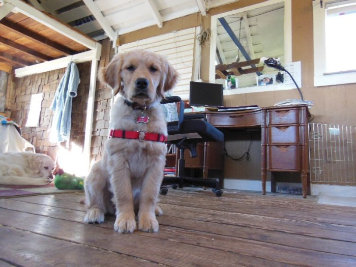 Cali, aged about 4 months, shows off her new red Sense-ation harness.