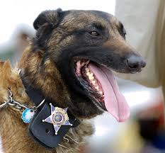 A police dog wears a star-shaped badge.
