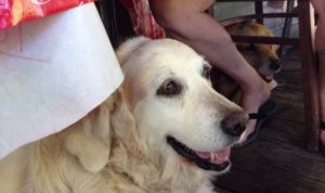 Jana and Cali rest under a retaurant table