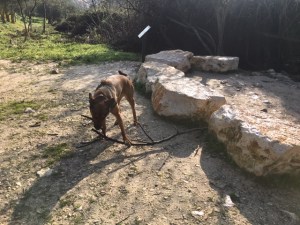 Sophie, a large mixed-breed, chews an enormous stick