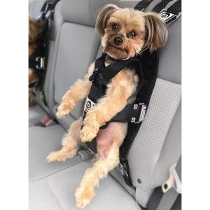 A small dog dangles from a car seatback, held by a Rocketeer harness