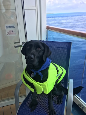 Koala, a black labrador, wears a life jacket. She sits on a chair with the ocean behind her