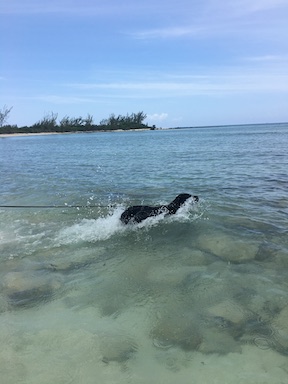 koala, a black lab, swims in clear, shallow water