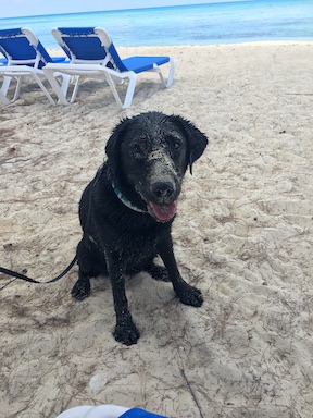Koala, a black lab taking a break from guide work, sits on the beach, covered in sand
