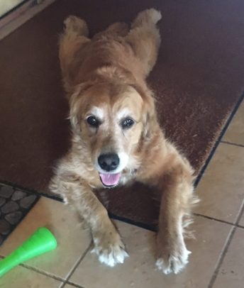 Cali lies on the floor, looking up at the camera