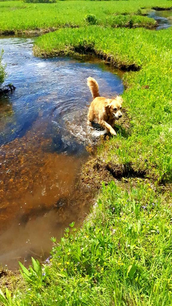 Cali, a golden retriever, jumps out of a freezing cold stream