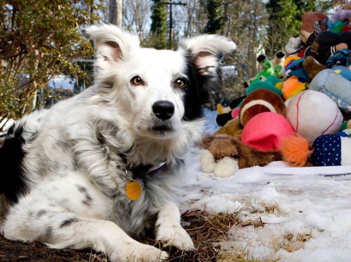 Chaser, the border collie who learned 1,000 words