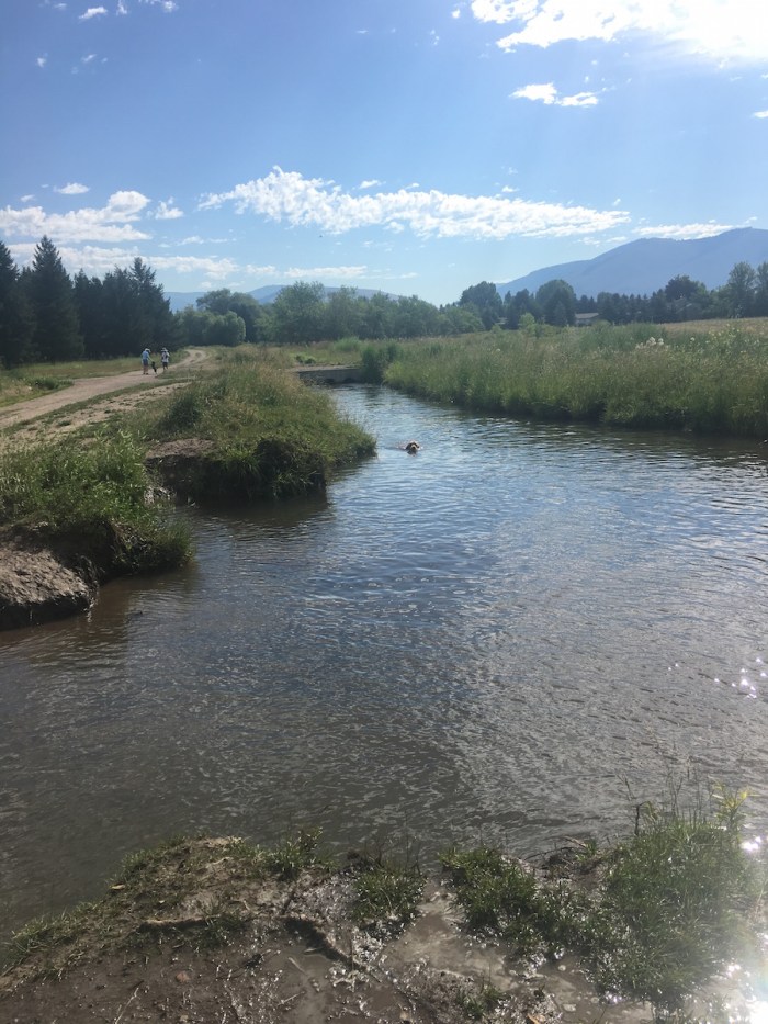 Cali, a golden retriever, swims in a river