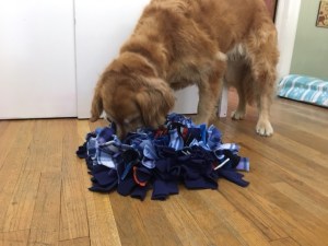 Cali, a golden retriever, sniffs out treats that are buried in her snuffle mat