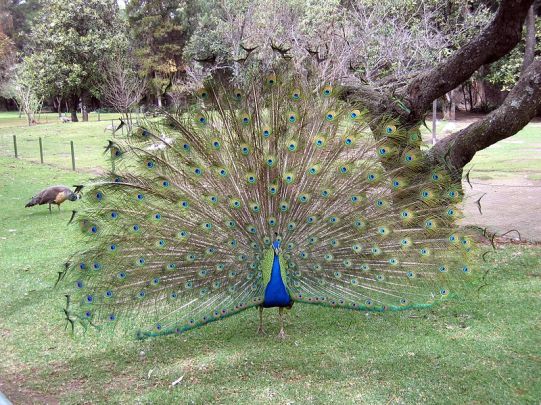 Peacock with tail feathers on display