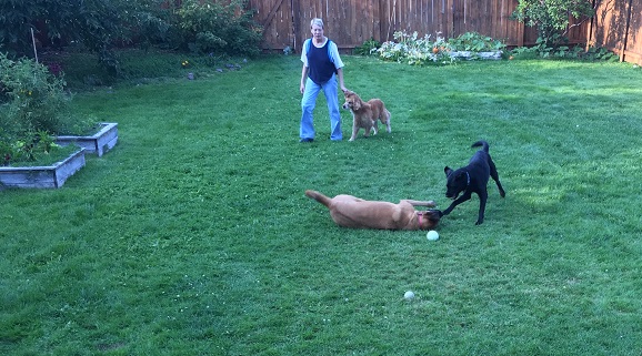 Cali is escorted off the grass as Koala and Lilly wrestle