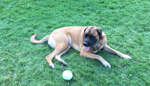 Lilly, a Mastiff, tried out our extra-large tennis ball
