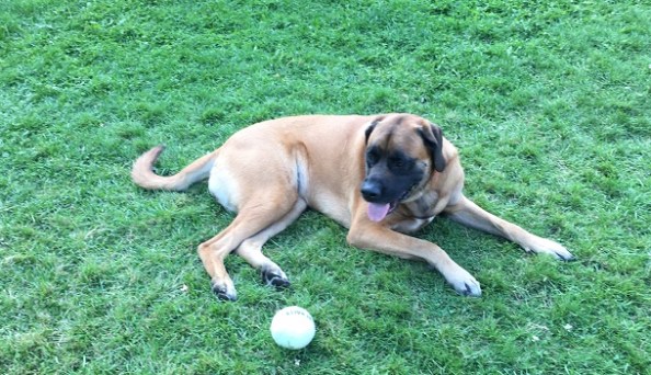 Lilly, a Mastiff, tried out our extra-large tennis ball