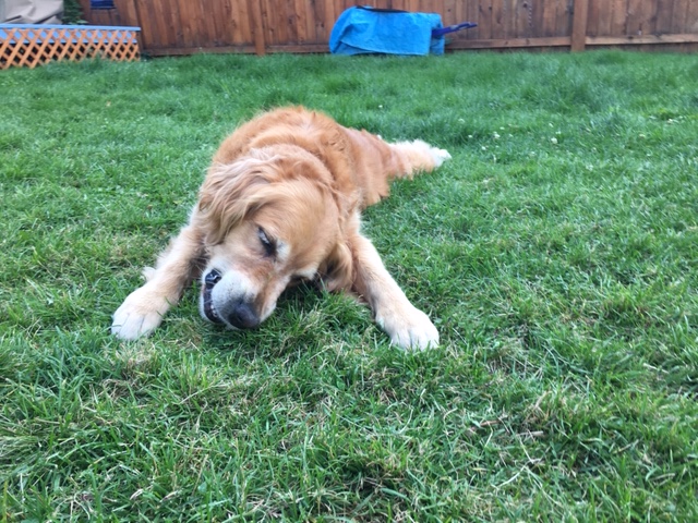 Cali chews on an antler that is partially buried in the ground, so she does not have to hold it with her paws.