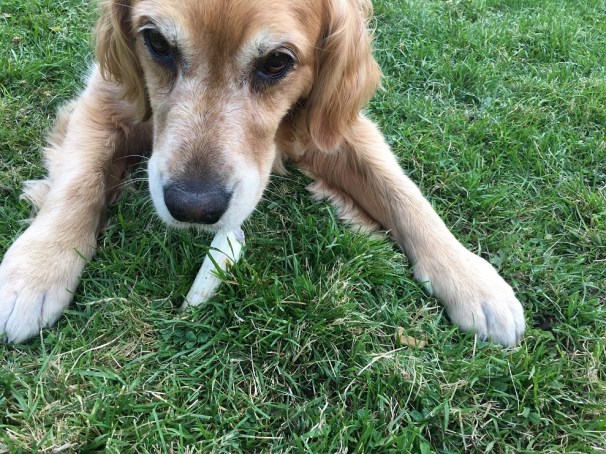 Cali pokes the antler into the soft ground