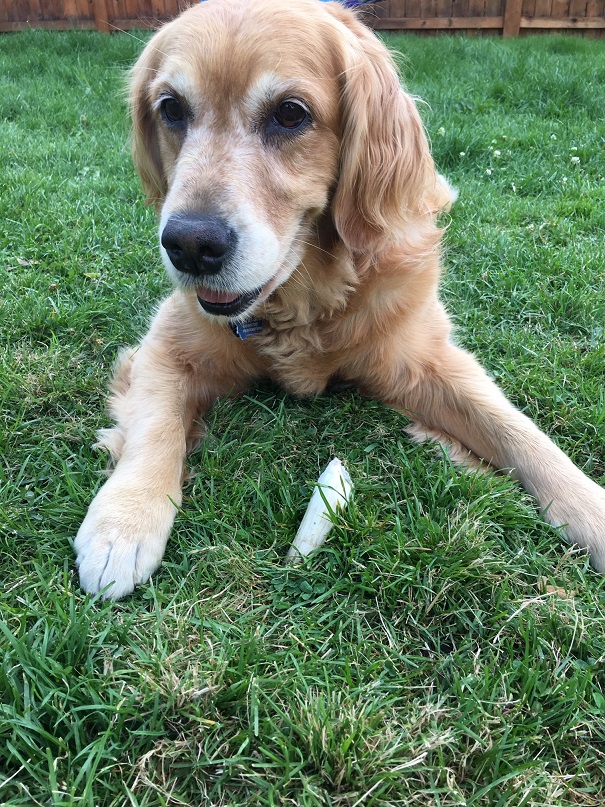 Cali lies on the grass, with the antler sticking out of the ground between her front paws
