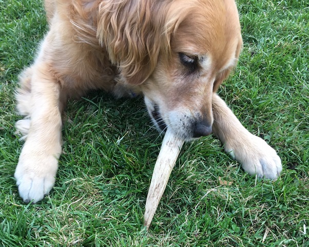 Cali holds an anther with the pointy end toward the grass