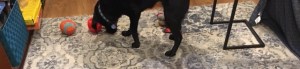 Koala, a black Lab, noses an orange treat ball in her downstairs play room
