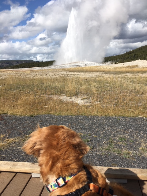 Cali watches Old Faithful erupt at Yellowstone